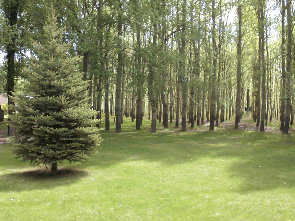 Terrazas En El Bosque Cabanas Malargüe Exteriér fotografie