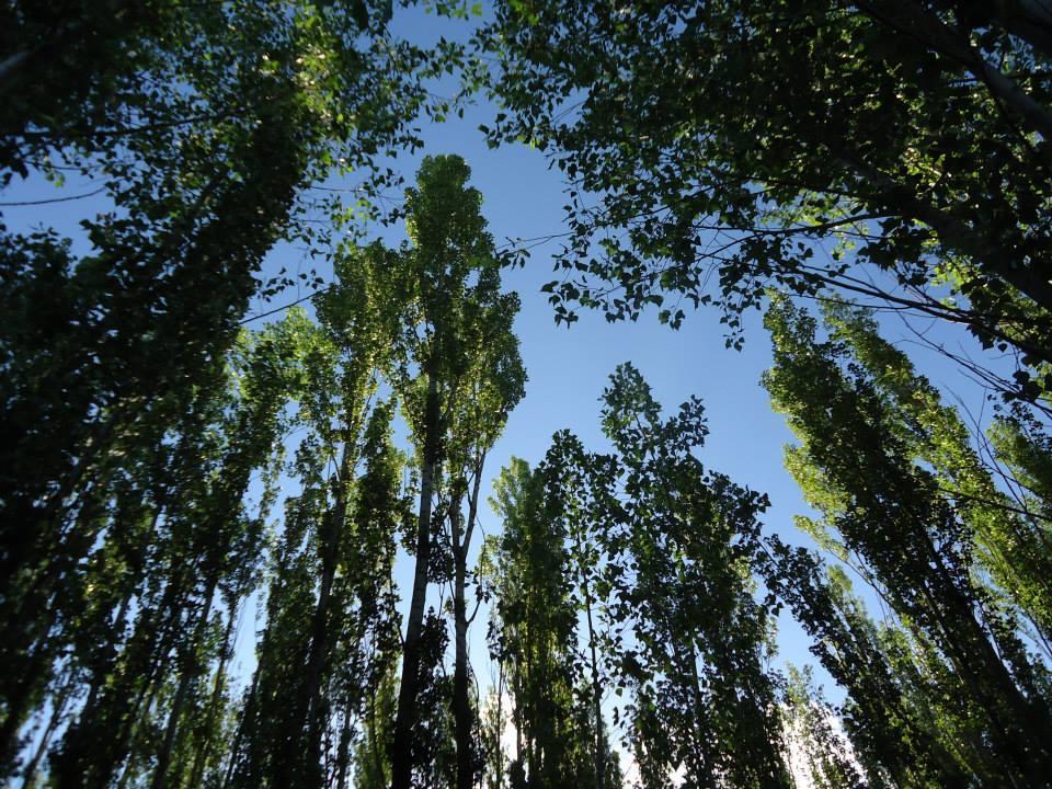 Terrazas En El Bosque Cabanas Malargüe Exteriér fotografie